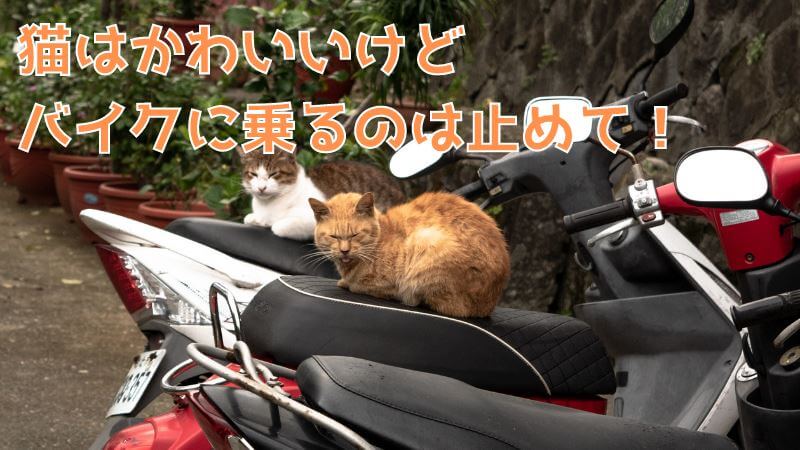 猫除け3選