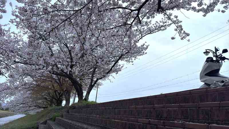 桜の下での過ごし方