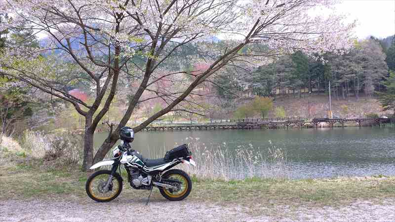 名も無い池は桜の隠れ名所