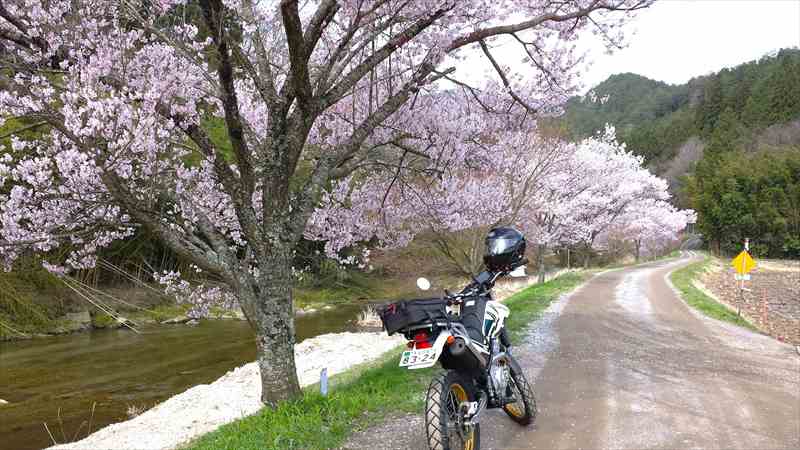 小川の堤防は桜の定番
