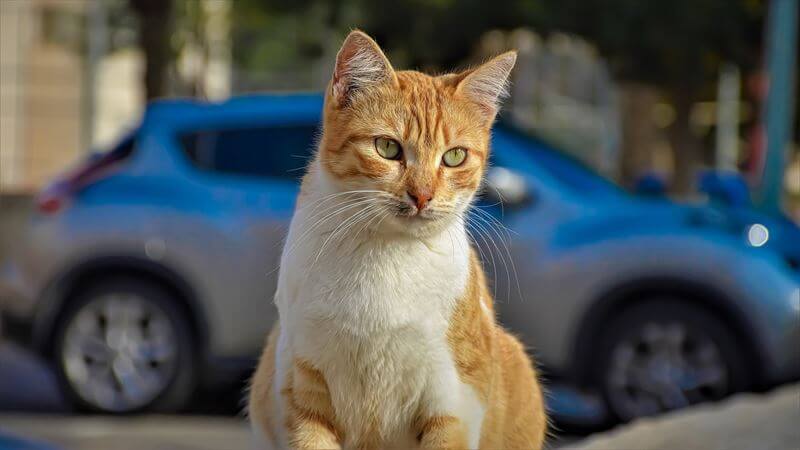 猫の飛び出しを予防する方法