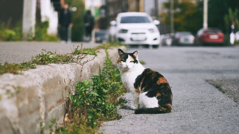 猫が飛び出してくる理由