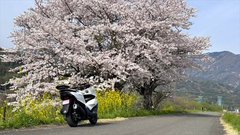 PCX125と160、どっちがおすすめ？【維持費と高速道路の比較】　まとめ