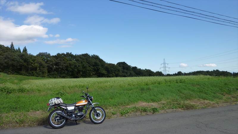 一枚の写真とカタクリの花【宮城県道51号・蔵王七ヶ宿線】