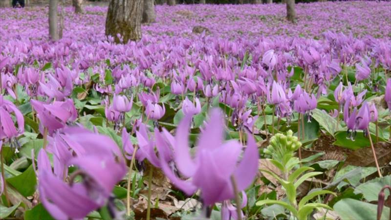 カタクリの花【宮城県道51号・蔵王七ヶ宿線】