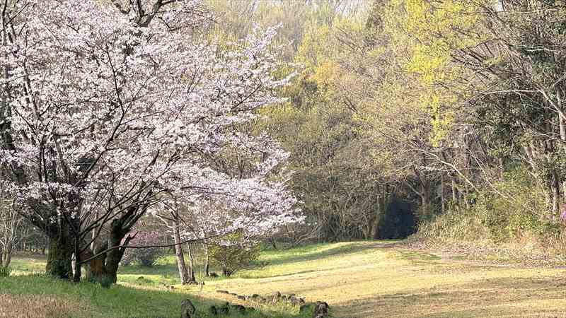 バイクで花見なら有名スポットを避けて まとめ