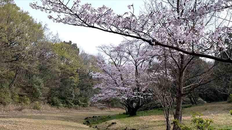 なぜ、桜は日本人の心を掴んで離さないのか?
