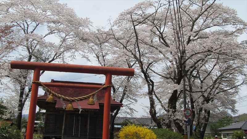 桜の神社とおじさんと