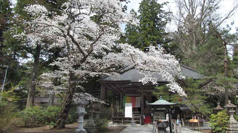 2度目のレンタルバイクツーリング、桜とおはぎとおじさんと