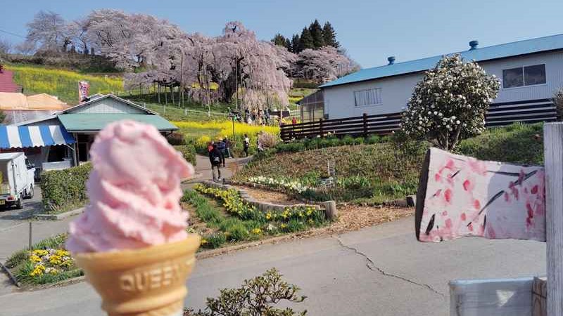 滝桜は堂々として美しかった