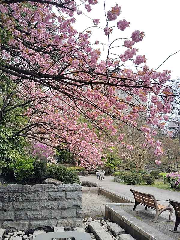 安静にできない回遊魚