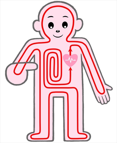 体幹を温めて、暖かい血液を循環させる