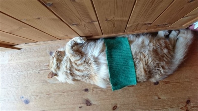 機能的でおすすめな腹巻『ウエストウォーマ』