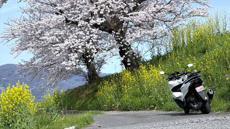 春にバイク需要が高まる理由