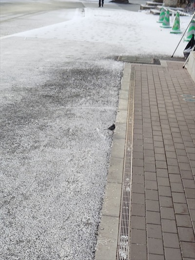 小鳥とのふれあい ナウシカの世界が来ないことを願う