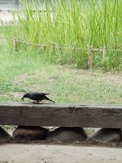 小鳥の道案内