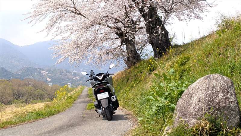 3月末に一時抹消登録
